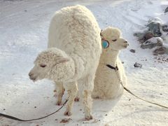 -长白山华美胜地滑雪场