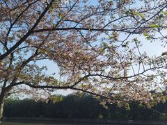 -高东镇樱花园