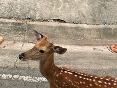 -清迈夜间动物园