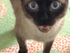 -喜多萌中农锦绣动物医院24H·猫科·牙科MRI·CT
