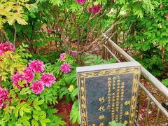 -曹州百花园