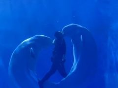 -多彩贵州城极地海洋世界