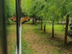 -合肥滨湖国家森林公园