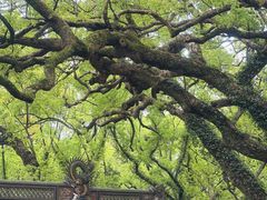 -普陀山风景名胜区-法雨禅寺