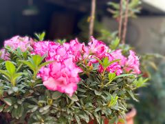 -广益饭店·云南菜·传统滇菜(翠湖北门书屋店)