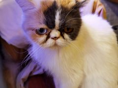 -平行世界·猫咖(首经贸店)