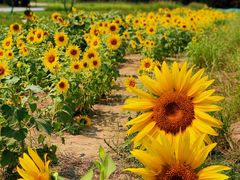 -汉长安城未央宫国家考古遗址公园