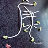 最近貌似有点和豆芽菜“杠”上了