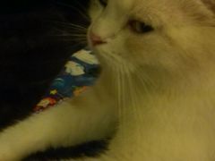 android_upload_pic-猫色咖啡·猫咖