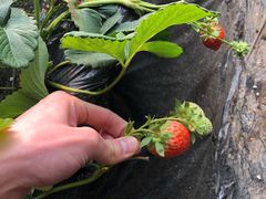 -昌平兴寿秀秀草莓采摘园