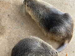 -苏州太湖西山岛开心农场