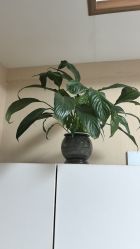 -Dr.林醫生产后修复·配方产康(南京江宁万达店)
