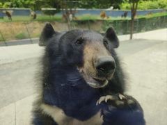 -栾川竹海野生动物园