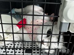 -纳吉亚猫专科动物诊疗中心(蒋宅口分院)