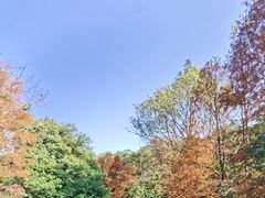 -深圳仙湖植物园