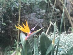 -深圳仙湖植物园-停车场
