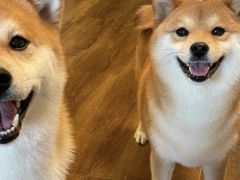 -萌宠之家·腊肠犬·马尔泰·小体犬舍