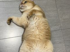 -猫大福·Fortune Cat猫舍(百子湾店)