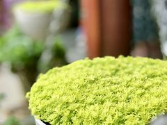 -寂照庵
