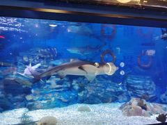 -烟台海昌鲸鲨海洋公园