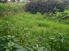 -草根堂农场