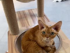 -Heymao猫咖.咖啡厅(东门店)