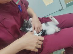 -瑞派·关忠动物医院·猫专科·犬专科(三环新城店)