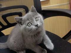 -宠颐生宠物医院·心肾内科·猫专科诊疗中心宠巢店