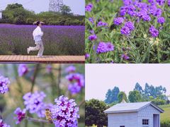 -紫颐香薰山谷景区