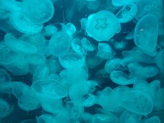 -北戴河圣蓝海洋公园