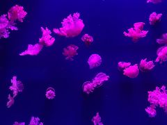 -西安曲江海洋极地公园