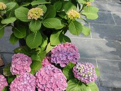 -秀儿家の小确幸花园西餐厅