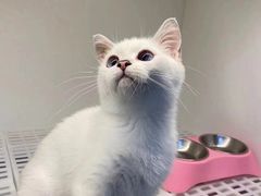 -lincat·猫舍(广州店)