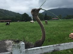 -瑞穗牧场