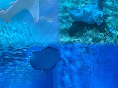 -北戴河圣蓝海洋公园