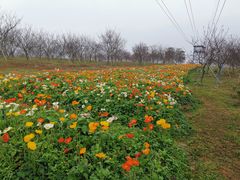 -天适樱花悠乐园