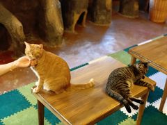 -猫猫幼稚园·撸猫·桌游·电玩