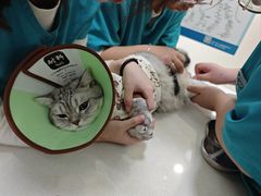 -小伙伴宠物医院•急重症转诊中心·老年专科·犬猫全科(北大街总院)