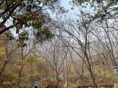 -大岭沟猕猴桃谷风景区