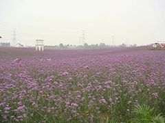 -紫颐香薰山谷景区