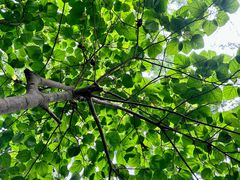 -中国科学院西双版纳热带植物园