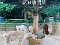 -辛玛王国游乐园