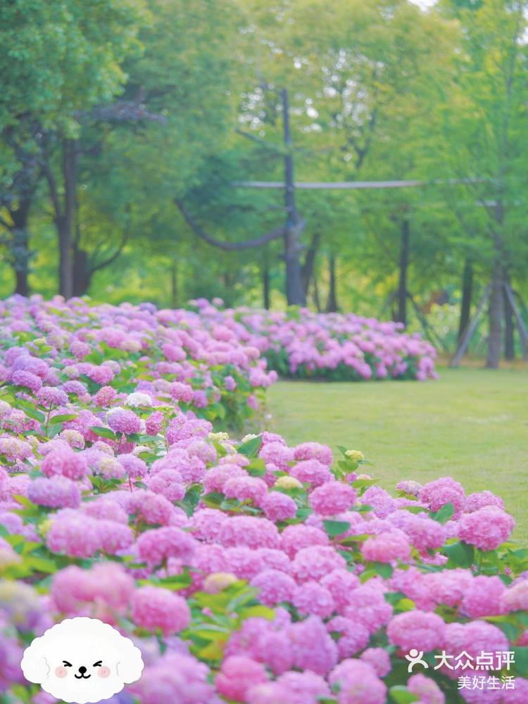 闵行花海公园图片