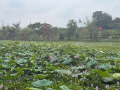 -白鹭湾湿地公园