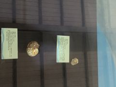 -上海海洋大学鱼文化博物馆(军工路校区)