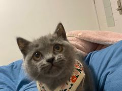 -喵zoo家庭繁育猫舍(尖东智能花园店)