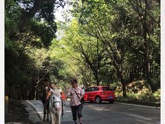 -铁山坪森林公园