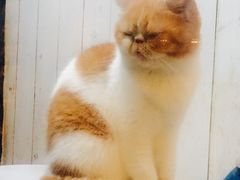 -猫咪博物馆(顶澳仔猫街店)