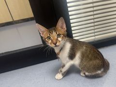 -御宝贝·A梦猫科宠物医院(国际猫友好医院)