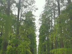 -渌洋湖湿地公园